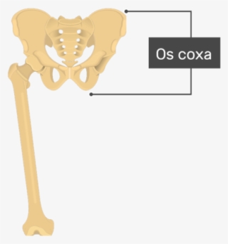 Femur Bone - Distal End