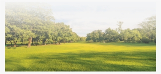 Park Background Png