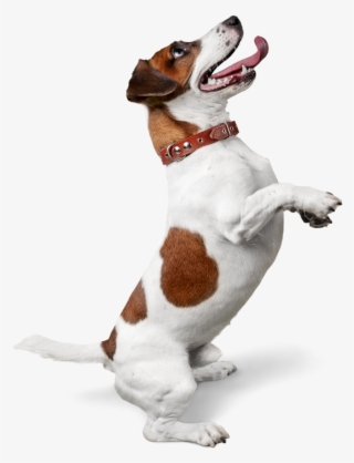 Why Waggly Tails