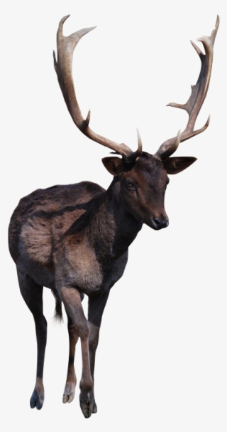 Deer Horns Png