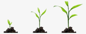 Growth Png Image With Transparent Background - Small Plant Growing Png