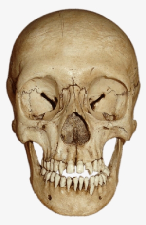 Cranium Front View - Ape Skeleton Head Transparent