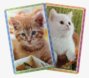 Kittens Playing Cards