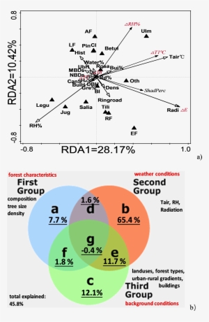 Download Full-size Image - Forest