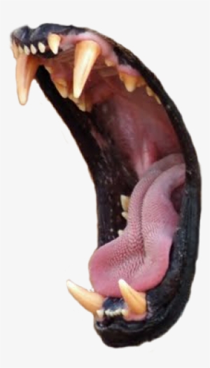 Animala Lions Roar - Roar