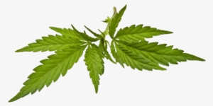 Fern