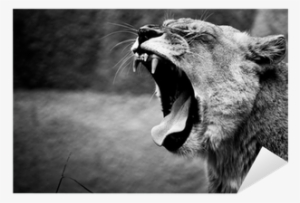 Lion Roar