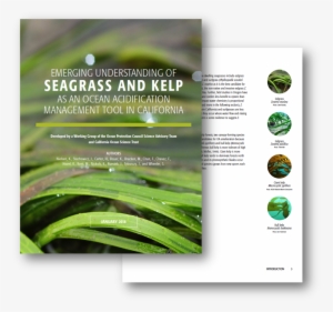 Emerging Understanding Of Seagrass And Kelp As An Ocean - Management