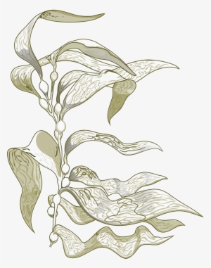 Sign Up For Our Newsletter - Sea Kelp Drawing