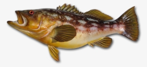 Kelp Bass - Calico Fish Png