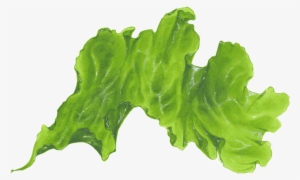 Seaweed Png Transparent - Seaweed Transparent