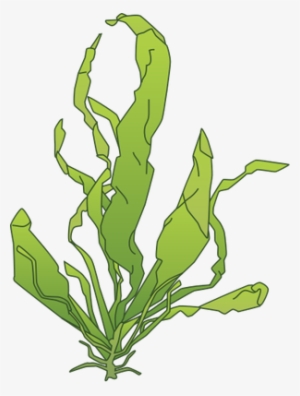 Green Algae Drawing At Getdrawings - Enteromorpha Intestinalis
