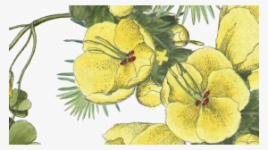 By Kathy Ferrari - Flowers Wix