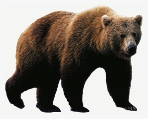 Grizzly Bear Png Download - Grizzly Bear Png