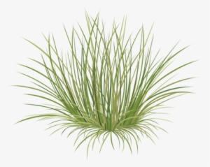 Beach Grass Png - Sweet Grass