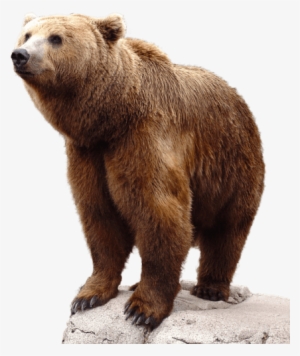 Free Png Bear Png Images Transparent - Bear Png