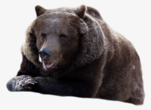 Bear Png Free Images - Transparent Background Bear Png