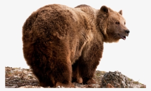 Grizzly Bear Png - Bear Hd