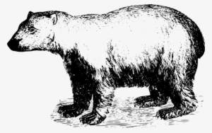 Animal Arctic Bear Mammal Polar Bear Bear - Papa Bear T-shirt