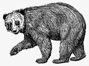 Bear Grizzly Brown Grizzly Bear Wild Anima - Cafepress Bear Template Tile Coaster