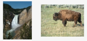 Picture - Yellowstone National Park, Lower Falls