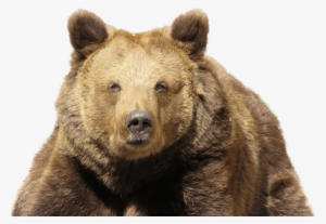 Go To Image - Eurasian Brown Bear Png