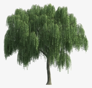Sauce Lloron Tree Render, Landscape Sketch, Landscape - Weeping Willow No Background