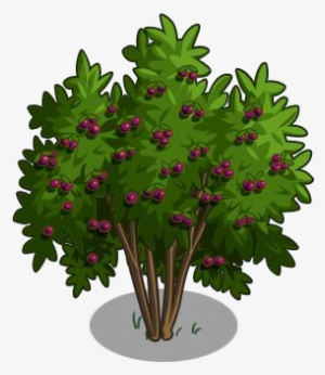 Passion Fruit Tree 100-icon - Passion Flower