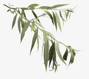 White Willow - Weeping Willow Branch