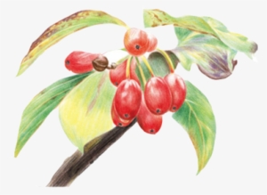 Colored Pencil Drawing Watercolor Painting - Drawing