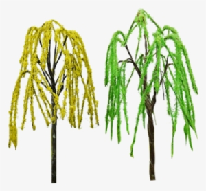 Green Weeping Willow Tree Architectural Mini Trees - Pond Pine