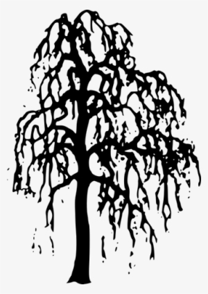 Willow Tree Vector - Willow Tree Silhouette Transparent