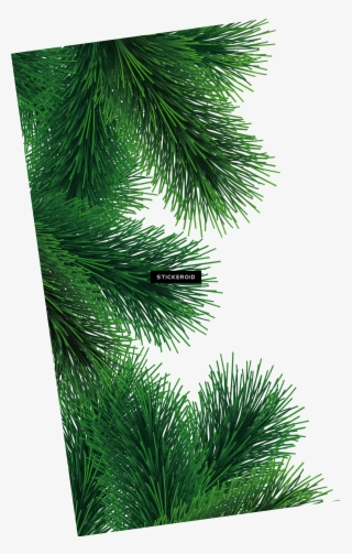 Fir-tree