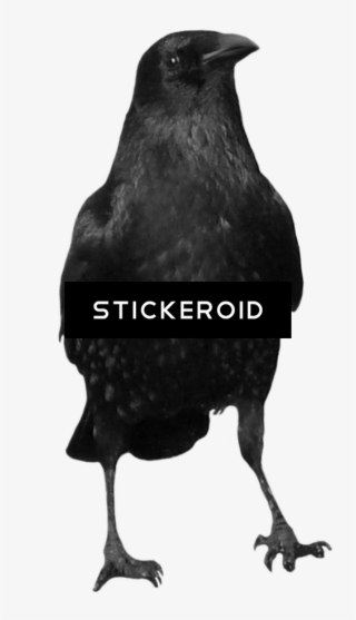 Crow