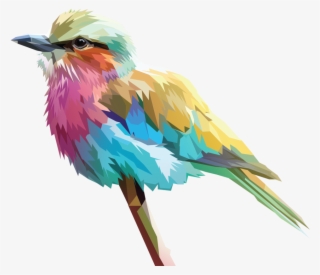 Birb