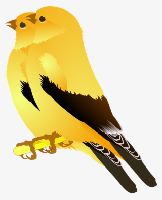 Finch Clipart Gold Bird