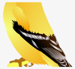Birb Png