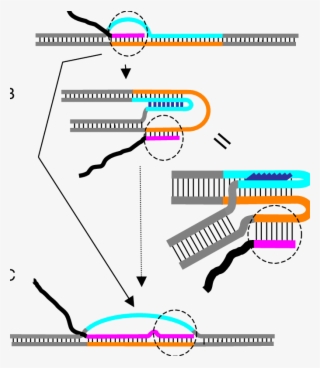 Suggested Model For Transcription Blockage By G Rich