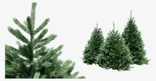 Spruce Picea Set Of 4 Trees