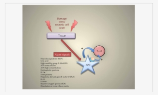 The Principle Of The Triggering Of An Immune Response