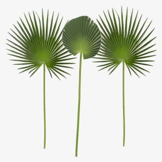 Hoja De Palmera Alt 100 Cm Verde, Lote De
