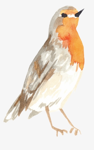 Gray Orange Bird Transparent Decorative