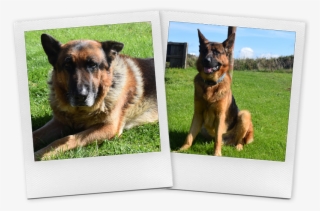 They're Happy To Play With Other Dogs And Make Friends