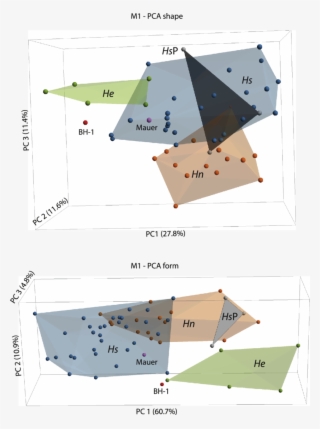 Principal Components Analyses In Shape (top) And Form