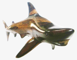 Blacktip Shark M