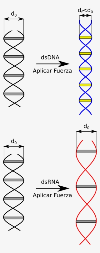 Dna Helix Png