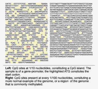 Illustration Of Nucleotide Base Sequence Showing Mulitple