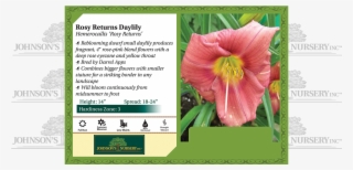 Rosy Returns Daylily Hemerocallis 'rosy Returns' Benchcard