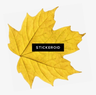 Yellow Maple Leaf