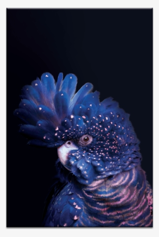Confident Cocky On Dark Blue